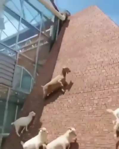 Goats walking up a super steep wall