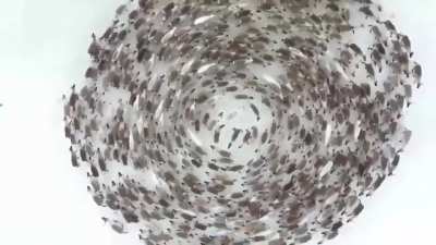 ? Reindeer cyclones are real, and you definitely don't want to get caught in one