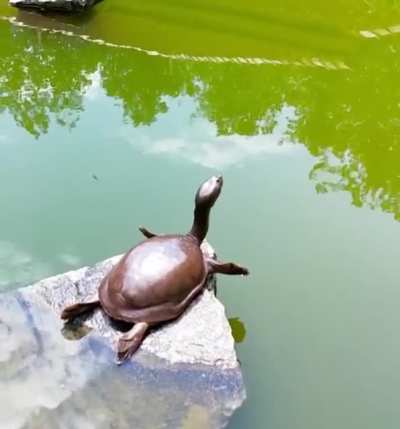 ? Turtle doing a morning stretch