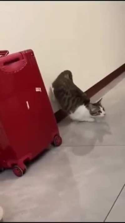 I am speed