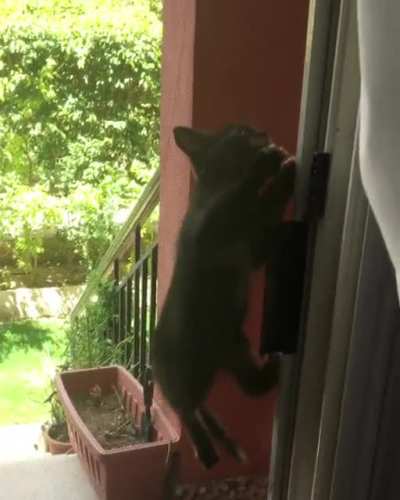 These cats think they’re monkeys...