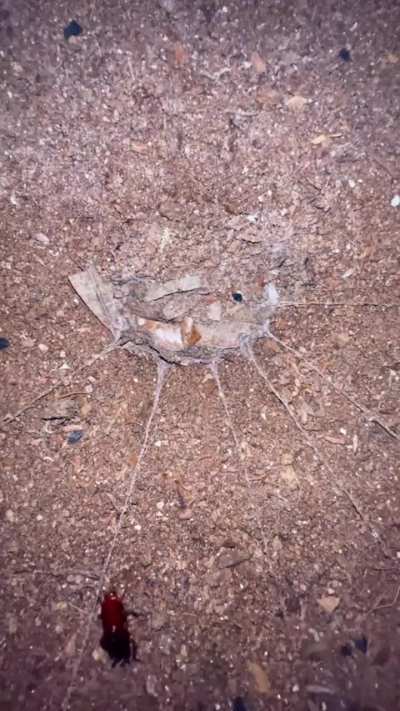 ? trapdoor spider hunting