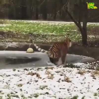 big startled cat