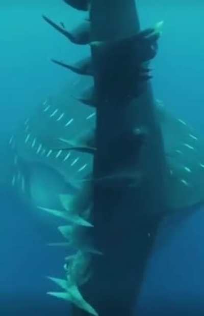 ?Whale shark (Rhincodon typus) hosting Suckerfish catching a ride in mutualistic relationship
