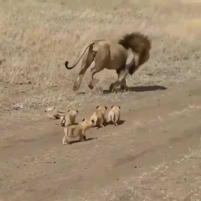 ? A beautiful lion and his cubs