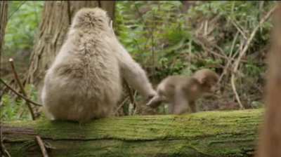 ? Snow Monkey mother keeping her baby from wandering away, Japan ?