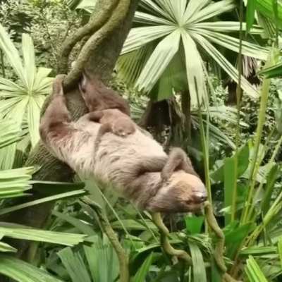 ? Mama sloth holding on to a tree with her legs for a nap