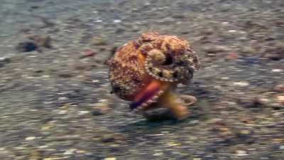 ? Just an Octopus walking... minding his own business.