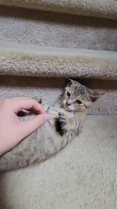 Is it just me or is purring the most soothing sound ever? Please enjoy baby purrs and air biscuits!