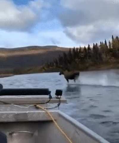 ? A moose running in shallow water ?