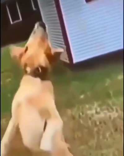 Good boooy - oh no.