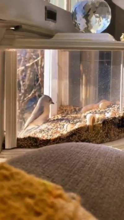 Indoor Wild Bird Feeder