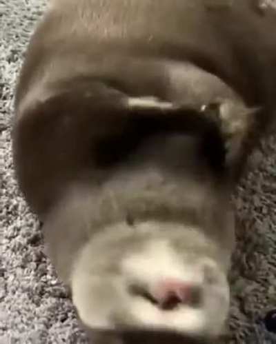 I cant 3