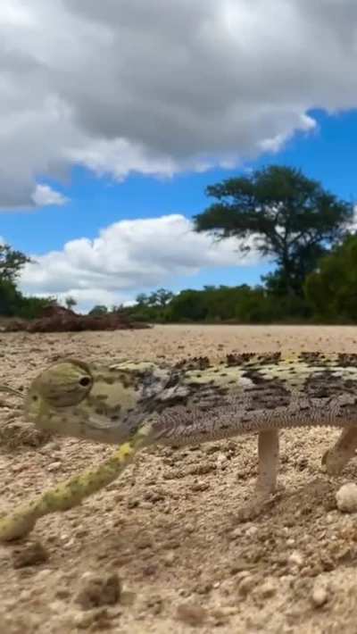 ? Perfect demonstration of the herky-jerky walk by this flap-necked chameleon