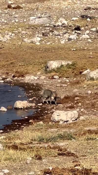 ? African Wild Cat Hunt