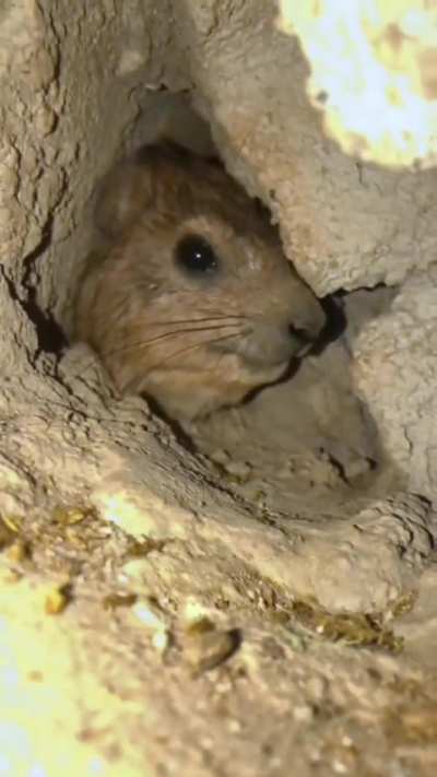 This is a Hyrax, a small mammal closely related to Elephants and Manatees. This one is displeased at the intrusive cameraman.