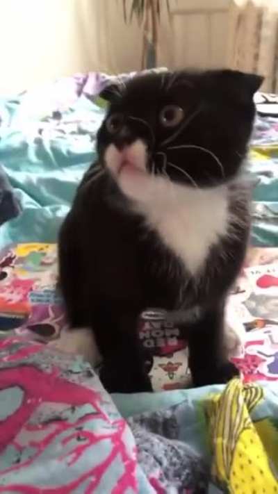Give me attention!