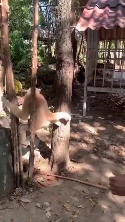 Primate doesn’t get joke