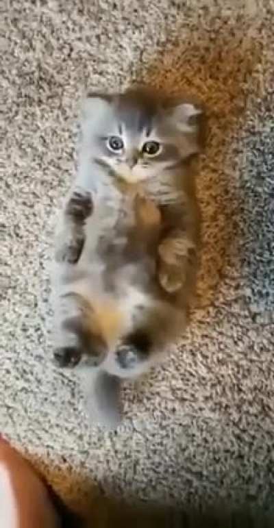 Pet me with love human... Cute small kitten!!