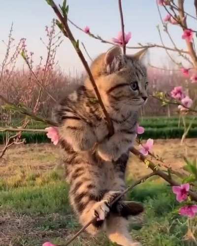 Birb Meow ?