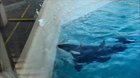 Orca uses a fish for catching bird