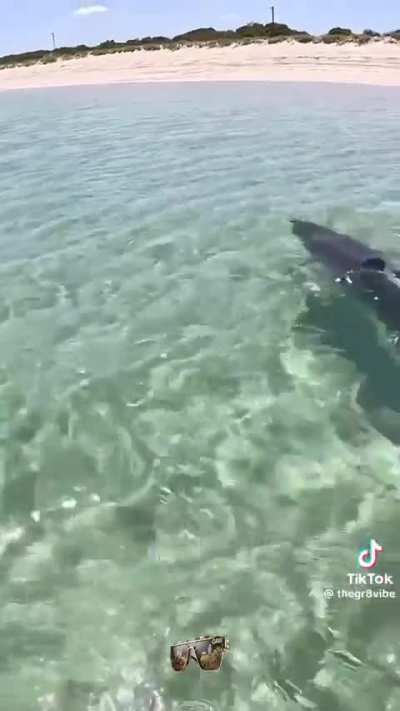 ? Dolphin encounter while on horseback