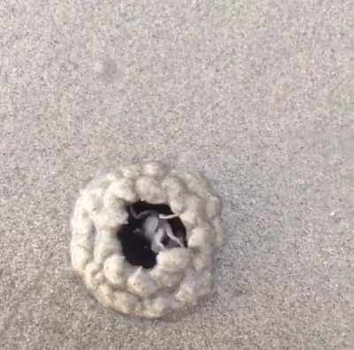 ? This crab has just had enough of everyone!
