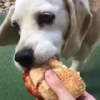 Mans just wanted a tiny bite :((