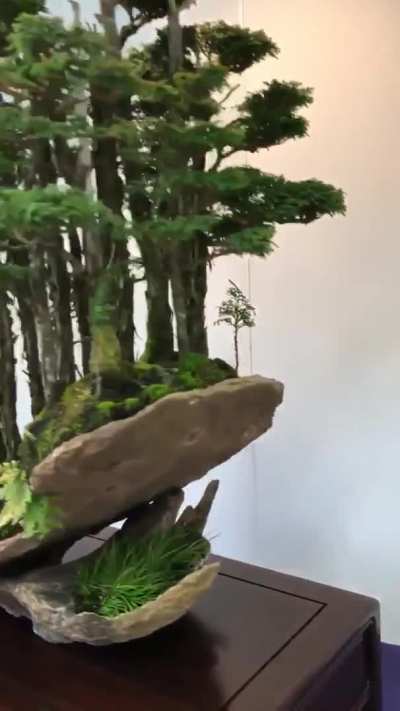 ? Bonsai Tree Forest
