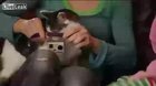 Putting a gopro on your cat
