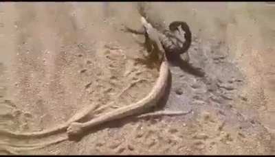 Scorpion killed this Sidewinder snake and is now dragging it to a spot where it can feed.
The scorpion "the black death" seems very comfortable doing this meaning it probly dealt with a sidewinder before.
Location "The Namib Desert, Walvis Bay Namibia ".