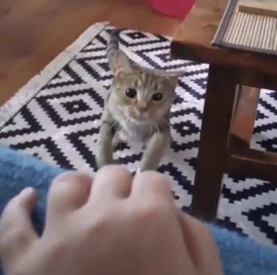 Mid jump cat ear reflexes