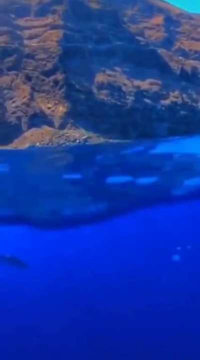 Oh look, a fish!