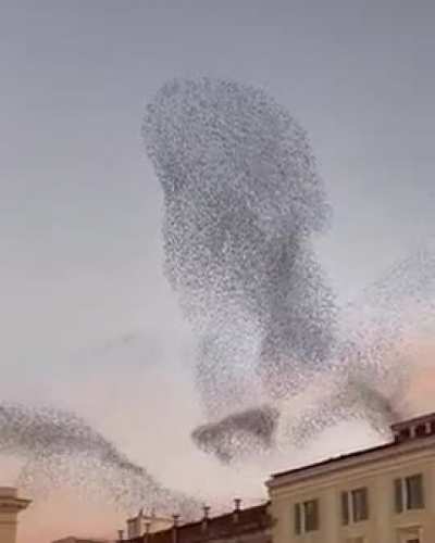 ? Starlings are the only birds to flock in murmuration
