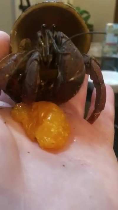 This is Moose, my rescued hermit crab. He was obviously mishandled a lot by his previous owners. With lots of love & patience, he finally came out of his shell to see me. It took almost 3 weeks to get where he is now. ?