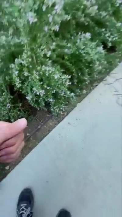 An odd hole in the sidewalk...