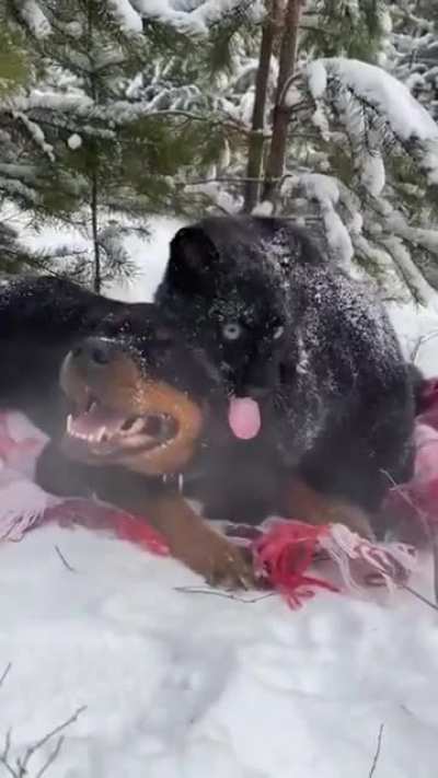 Abandoned Panther Grows Up With A Human And Rottweiler