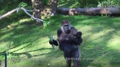 Tamba belongs to a family of Gorillas who regularly walk upright. They would normally do it only briefly, when their knuckles are occupied or in danger of getting wet/dirty, but Tamba and her relatives are comfortable walking upright for extended periods