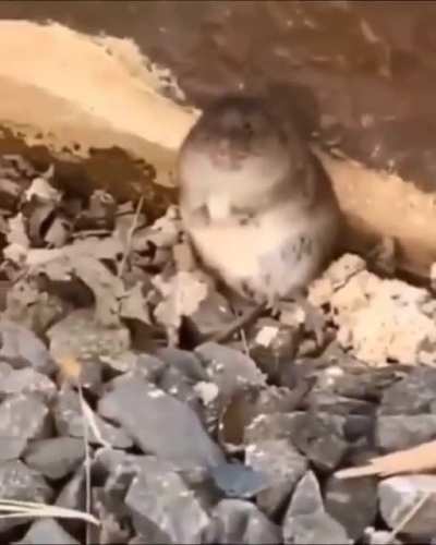 Cute cat