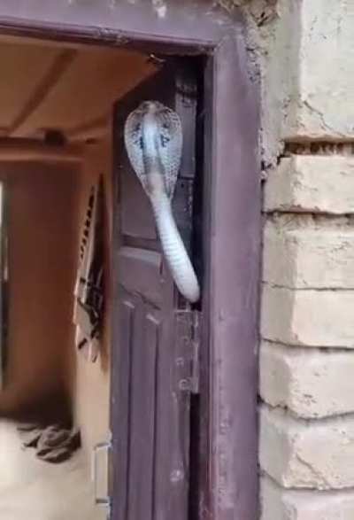 ? King Cobra is the 3rd most venomous snake in the world. When it bites, the poison it stings kills a person by tormenting it for 1 hour.