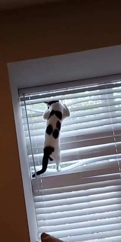 I think my one cat has been watching The Office too much...