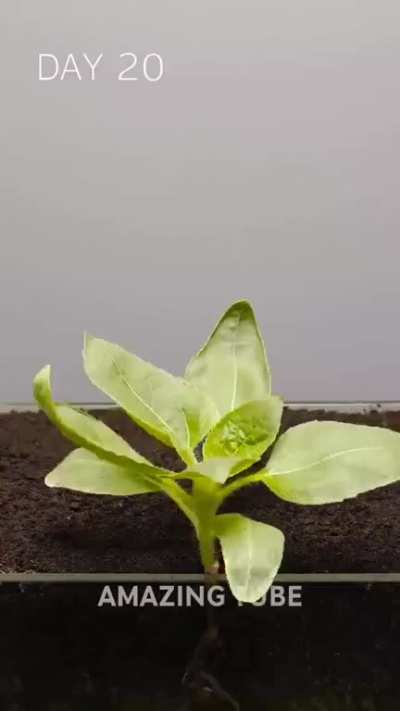 Life of a sunflower