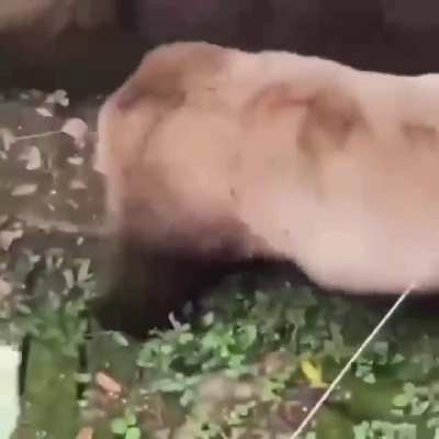 pandas are clumsy ?