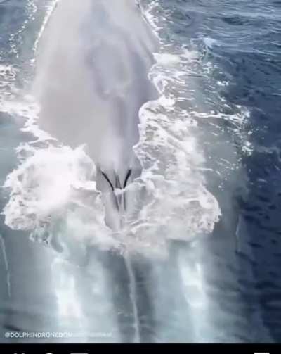 Spectacular drone Footage of Whale ?