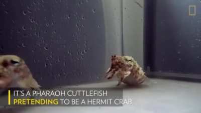 ? Pharaoh Cuttlefish pretending to be a Hermit crab