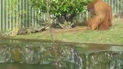 Orangutan taking care of a "water rat" plague ?