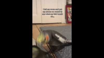 Owner records his bird after he leaves the room
