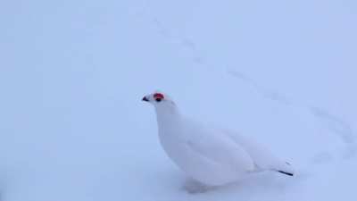 ? The male Willow Ptarmigan sounds like an Imperial Probe Droid from Star Wars