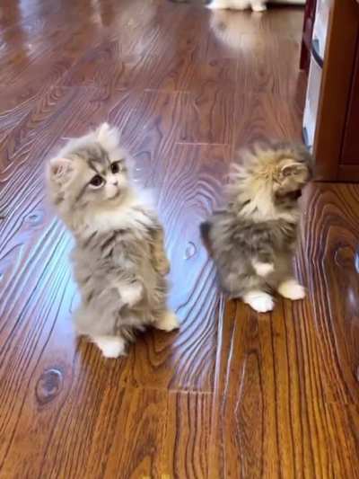 Illegal siblings