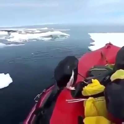 ? Researcher in the Arctic receives an unexpected guest ?